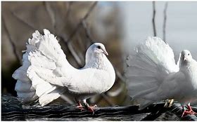 Mimpi Dapat Burung Merpati Coklat